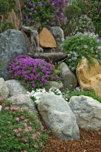 Tapien verbenas offer equally impressive toughness and beauty. They may be the ultimate groundcover with their dense carpet of green foliage topped off by gorgeous flowers most of the summer.