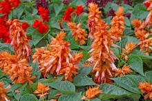 The Picante salmon salvia is part of a series that sends up multiple branches at a record pace. Salvias bloom from spring through frost, making this annual an exceptional buy. Its spiky texture is most welcome in a garden world dominated by round flowers. 