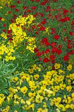 Many flowers make great companion plantings with pansies. Here, Citrona Yellow erysimum and Dynasty Red dianthus combine beautifully with Baby Face Yellow Sorbet viola, which is like a miniature pansy.