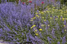 Walker's Low catmint has crinkled, aromatic, silver-green foliage and blooms almost continuously from May until frost if pruned back by two-thirds when initial flowers fade. In a wildlife garden, the catmint will be visited by a constant array of bees and butterflies.