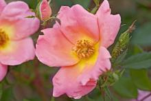 Rainbow Knock Out is a compact landscape shrub rose that produces abundant single-form flowers throughout the growing season. The delicate, five-petaled flowers are a deep coral-pink color with a yellow center finishing nicely to light coral.