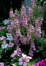 Serena angelonias' spiky texture is most welcome in the garden world dominated by round flowers. In addition to this purple variety, these heat- and drought-tolerant plants are available in lavender, lavender-pink, white and a mix.