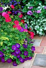 The red Magelana verbena thrives on the attention created in this garden when surrounded by the Sanguna Atomic Blue petunia as well as bright-blue lobelia flowers and cool-blue ageratums.