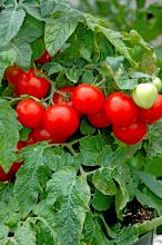 Tomatoes work well grown in containers in the fall. The tomato variety Totem was made for the patio garden.