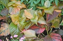 Beyond Paradise is paired in this mixed container with the Oso Easy Paprika rose. Almost any color can work with this copper-colored plant.  