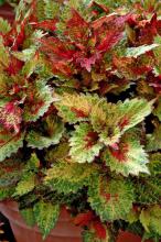 The Indian Summer coleus is like a kaleidoscope of ever-changing red, orange, rust, cream and green that seems to change color patterns from morning to afternoon. (Photo by Norman Winter)