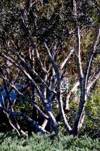 The wax myrtle’s foliage is evergreen, and the grayish white, multiple-trunk structure stands out in the landscape. (Photos by Norman Winter)