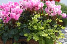 A showy partnership can be created using Goldilocks lysimachia combined with any color of cyclamen flower. The real contrast comes from the lime green foliage of Goldilocks that tumbles outward from the container.