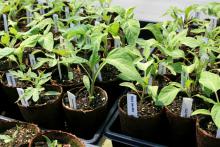 Heirloom tomatoes sometimes suffer more from environmental influences than their hybrid cousins. Therefore, it is important to pick good performers for the hot and humid Mississippi climate. Luckily, there are many varieties to choose from. (Photo by MSU Extension Service/Gary Bachman)