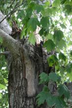 This maple tree is healing from the damage caused by Hurricane Katrina five years ago. (Photo by Gary Bachman) 