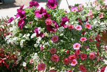 Practice arranging plants while visiting local garden centers. The results can make for beautiful arrangements, like this Giant White bacopa, Painted Coral calibrachoa and Lobster Potunia mix. (Photo by Gary Bachman)