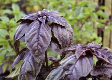 The bright purple leaves of Amethyst basil resemble the broad, flat leaves of common basil, and they have the same taste.