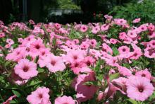 Using organic soil amendments can produce beautiful flowering displays, such as these Vista Bubblegum Petunia Supertunias. (Photo by Gary Bachman)