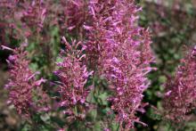 Agastache Color Spires Pink is a dramatic thriller plant in combination plantings in the landscape or containers. (Photo by Gary Bachman)