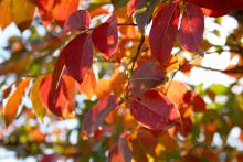 Fall weather brings an abundance of color to Mississippi landscapes. (Photo by Gary Bachman)