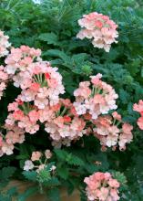 Lanai Verbena Peach Improved has resistance to powdery mildew, which can be a nuisance in Mississippi’s hot, moist summer landscapes (bottom). (Photo by Gary Bachman)