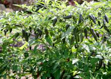 The ornamental pepper Chenzo's elegant, arching branches hang the green to black to red fruit dramatically underneath. (Photo by MSU Extension Service/Gary Bachman)