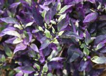 Purple Flash is an ornamental pepper with purple and white variegated leaves. Fruit starts as dark marbles and matures to bright red. (Photo by MSU Extension Service/Gary Bachman)