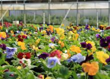 Many pansies have a blotch or what is known as a "face," but the Matrix series offers some beautiful, clear colors. (Photo by MSU Extension Service/Gary Bachman)