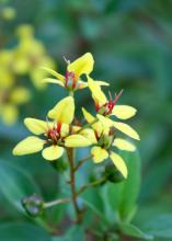 Golden thryallis blooms from summer until early winter with very bright flowers highlighted by brilliant red stamens and pistils. (Photo by MSU Extension Service/Gary Bachman)