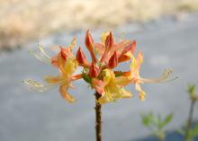 Florida flame azalea is another native azalea that comes in a range of colors from yellow to orange and fiery red. (Photo by MSU Extension Service/Gary Bachman)