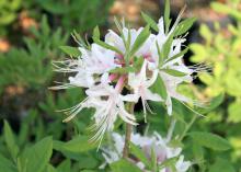 Piedmont or honeysuckle azalea are fragrant flowers primarily found in shades of pink and rose with white accents. (Photo by MSU Extension Service/Gary Bachman)