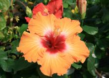 The red eye of some Cajun hibiscus varieties, such as Light My Fire, makes them stand out in the landscape. (Photo by MSU Ag Communications/Gary Bachman)