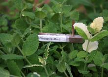 A mailing label printed with a name can be covered with clear tape and secured to a wooden clothespin. Clipped to a bamboo skewer, it becomes an adjustable plant tag. (Photo by MSU Extension Service/Gary Bachman)