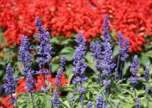 Victoria Blue salvia is an upright perennial that displays rich, deep-blue flowers on spikes produced from summer into fall. (Photo by MSU Extension Service/Gary Bachman)