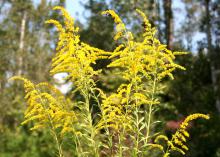 Goldenrods' bright and prolific blooms are a sure sign that fall is on the way. Although they are often found growing wild, these plants make excellent landscape additions. (Photo by MSU Extension Service/Gary Bachman)