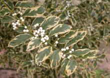 The variegated beautyberry called Duet has green foliage with variable yellow margins, and it produces white berries. (Photo by MSU Extension Service/Gary Bachman)