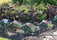 Tall Redbor kale form a pleasing contrast in the winter landscape with Color Up Purple cabbage. (Photo by MSU Extension Service/Gary Bachman)