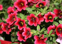 Superbells are heat-tolerant and bloom all summer. These Pomegranate Punch Superbells have deep velvet-red petals and an almost black center eye. (Photo by MSU Extension Service/Gary Bachman)