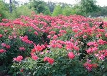 Knockout roses produce nonstop clusters of huge flowers and are popular and easy to grow in the landscape. (Photo by MSU Extension Service/Gary Bachman)