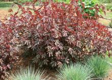 The foliage of Mahogany Splendor hibiscus is its main attraction, providing awesome color, height and excitement in the landscape. (Photo by MSU Extension Service/Gary Bachman)