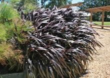 This Pennisetum Vertigo is a colorful landscape grass that gets better with more light. It's dark colors make it ideal for fall landscapes. (Photo by MSU Extension Service/Gary Bachman)