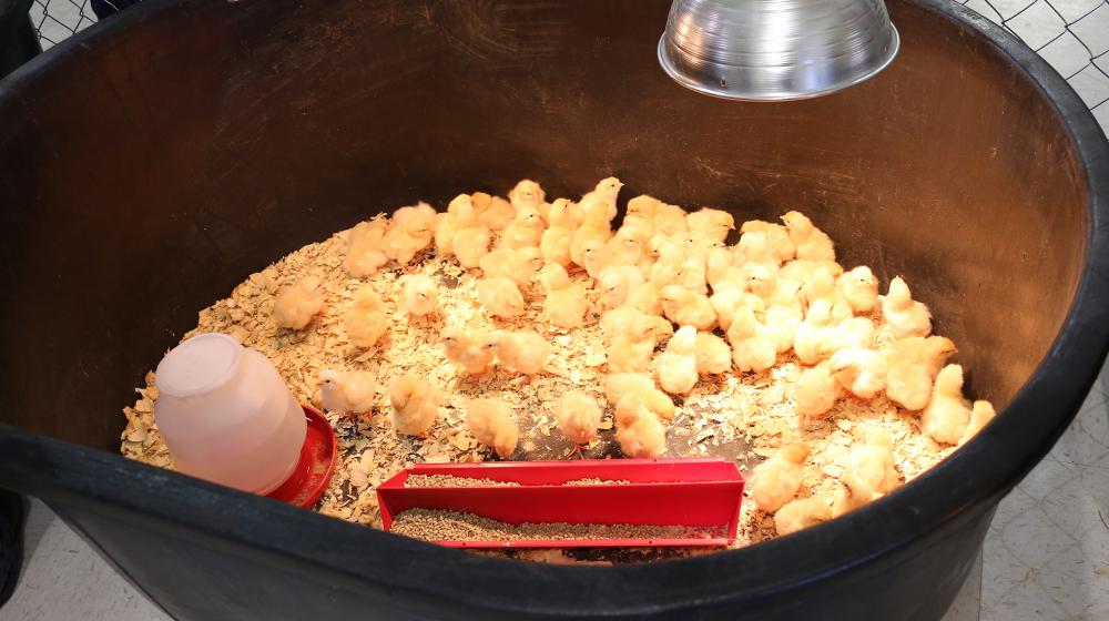 More than 20 newly hatched chickens covered in yellow down bask under warming lamps in a large black tub.