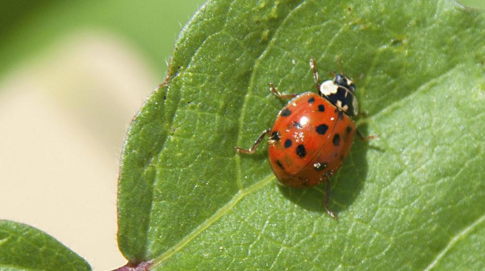 asian lady beetle 