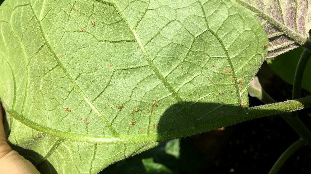 Tiny brown insects scattered across the underside of a green eggplant leaf.