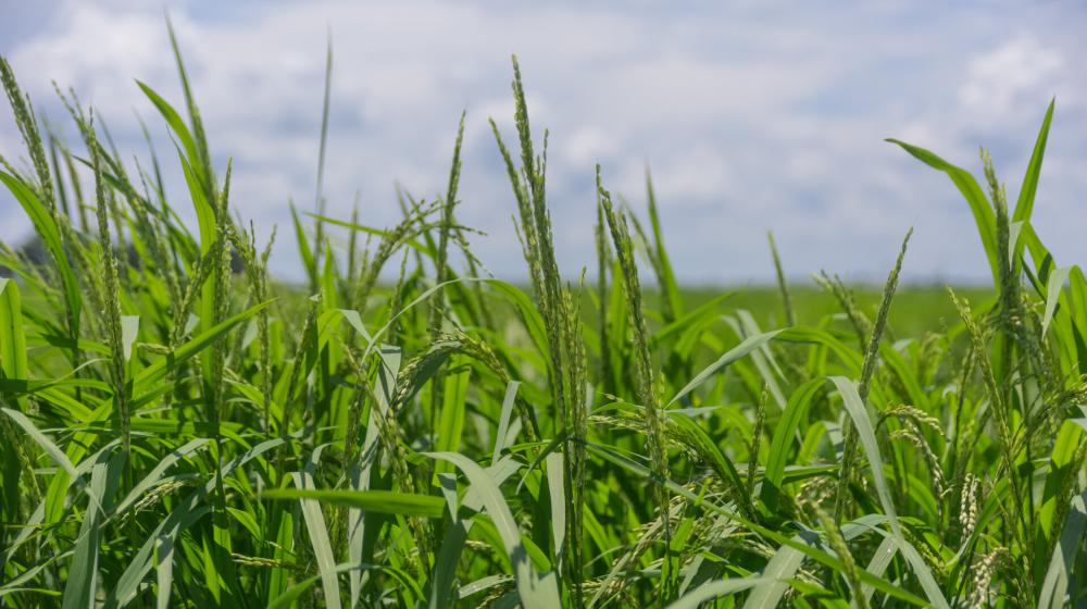 Rice field