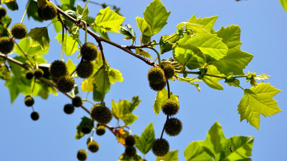 Sycamore leaves and fruit