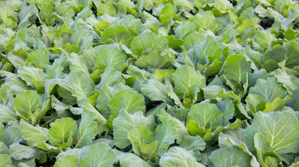 Turnip Greens in Garden