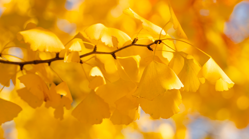 Ginkgo yellow leaves in the fall 