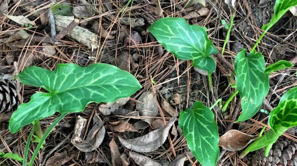 A plant with variegated, triangular leaves.