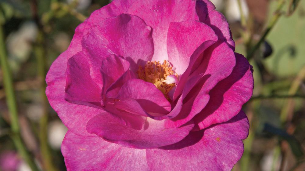 Close up of a pink rose bloom.