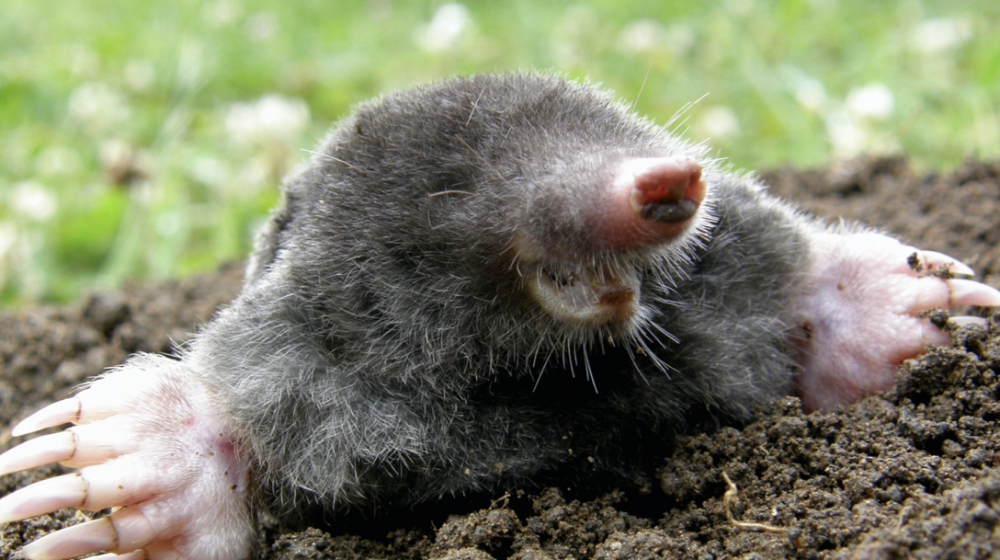 An Eastern mole. 