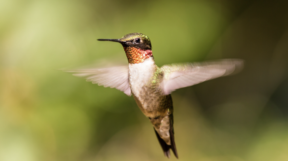 A ruby-throated hummingbird.