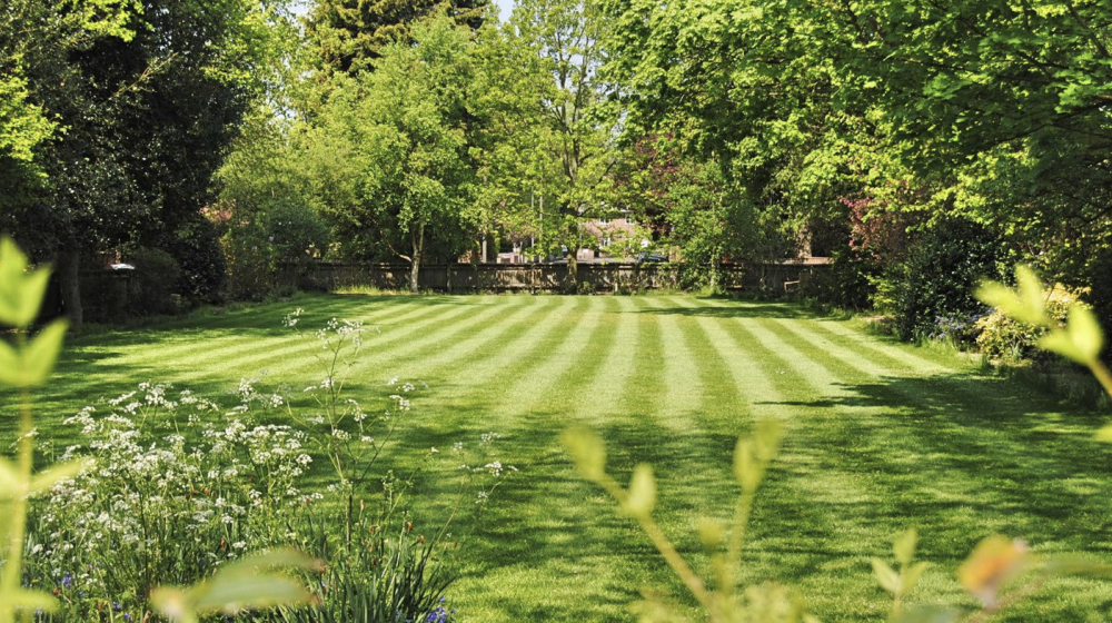 Freshly mowed lawn. 