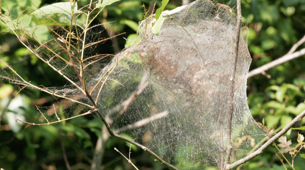 Fall Webworms