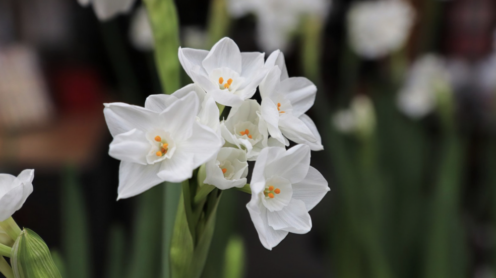 paperwhite narcissus